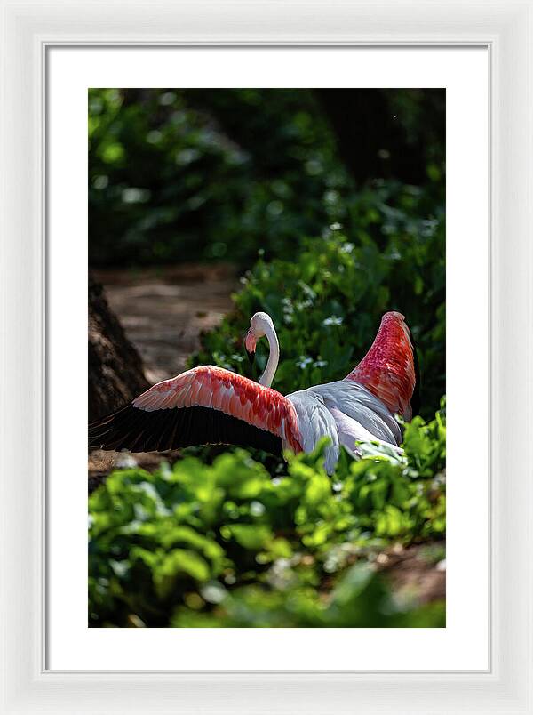 Reverse Fly Flamingo - Framed Print