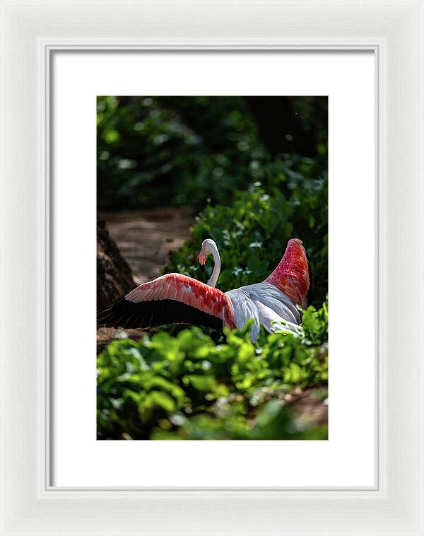 Reverse Fly Flamingo - Framed Print