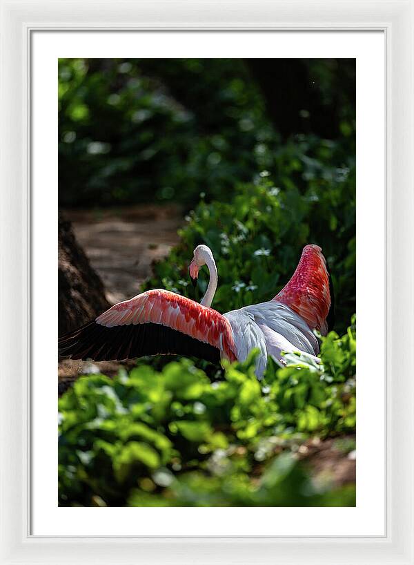 Reverse Fly Flamingo - Framed Print