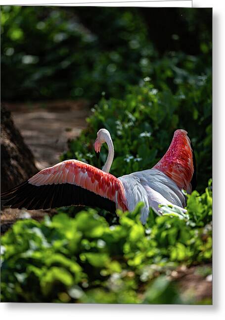 Reverse Fly Flamingo - Greeting Card