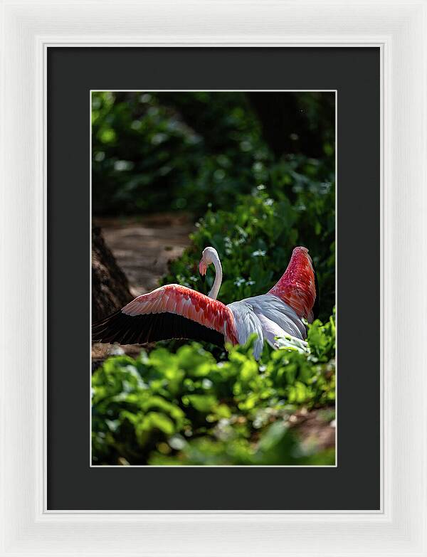 Reverse Fly Flamingo - Framed Print