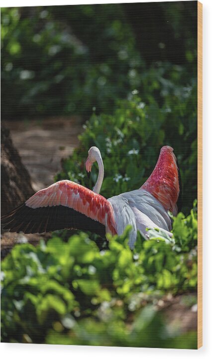 Reverse Fly Flamingo - Wood Print