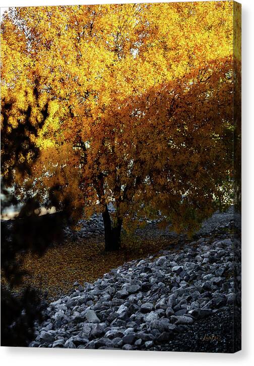 December in Arizona - Canvas Print