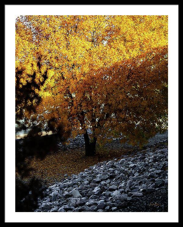 December in Arizona - Framed Print