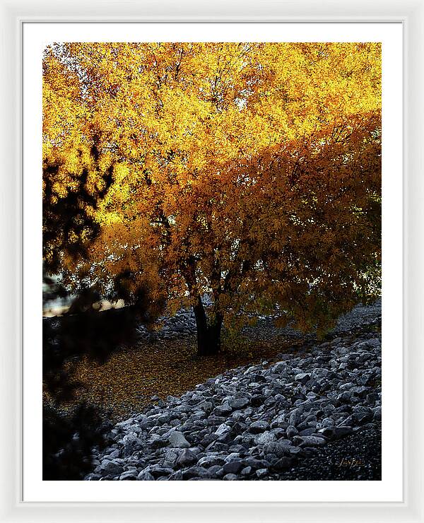December in Arizona - Framed Print