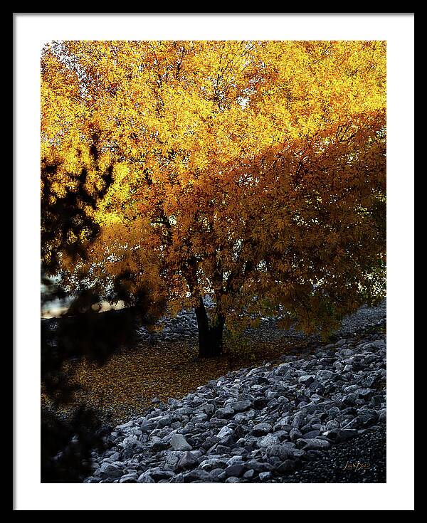 December in Arizona - Framed Print