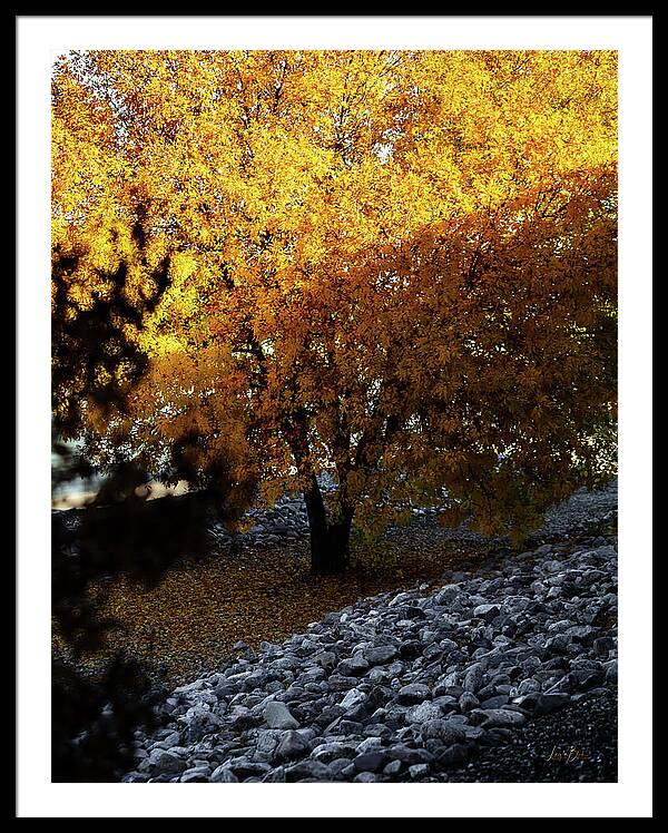 December in Arizona - Framed Print
