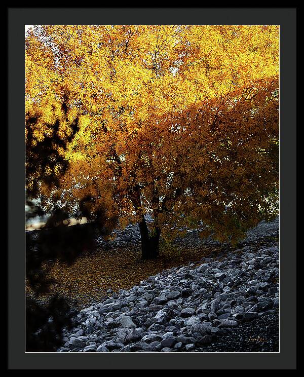 December in Arizona - Framed Print