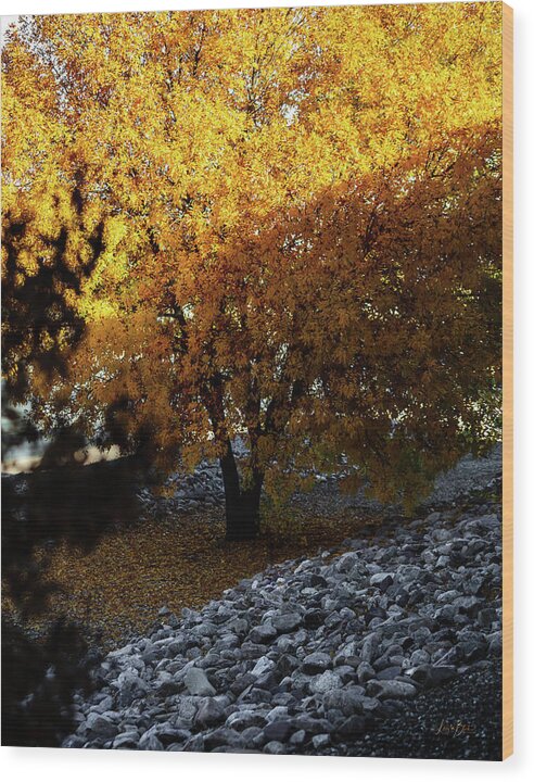 December in Arizona - Wood Print