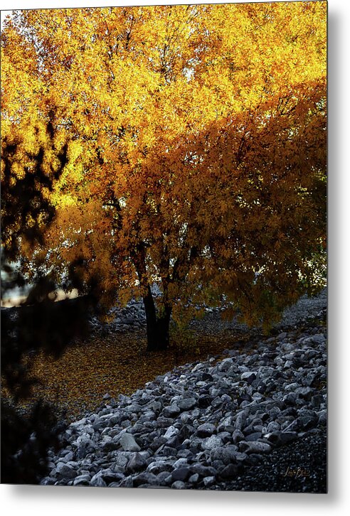 December in Arizona - Metal Print