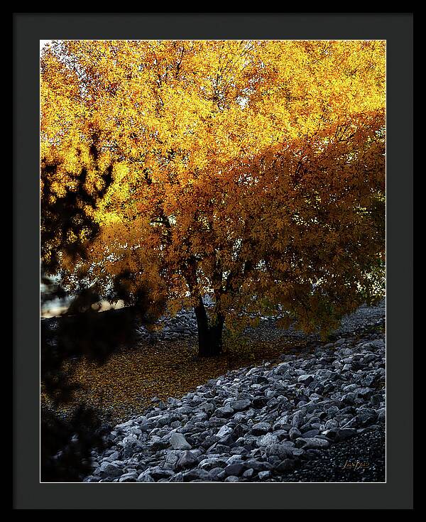 December in Arizona - Framed Print
