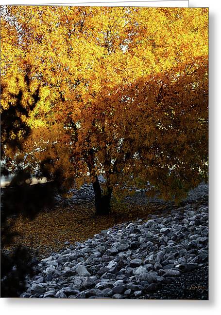 December in Arizona - Greeting Card