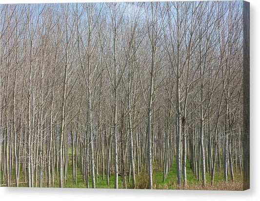 Treeline Italy - Canvas Print