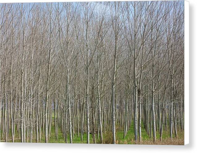 Treeline Italy - Canvas Print