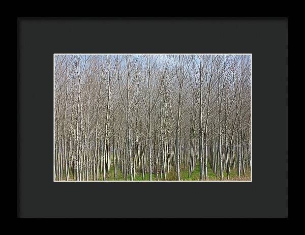 Treeline Italy - Framed Print