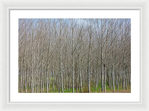 Treeline Italy - Framed Print