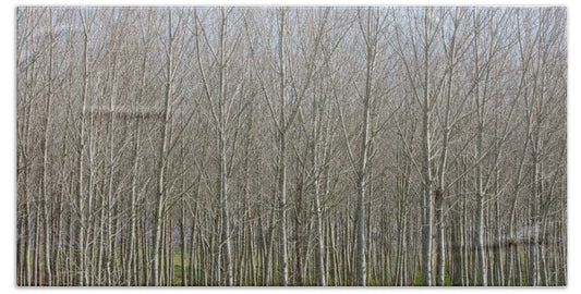 Treeline Italy - Beach Towel