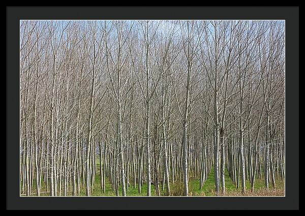 Treeline Italy - Framed Print