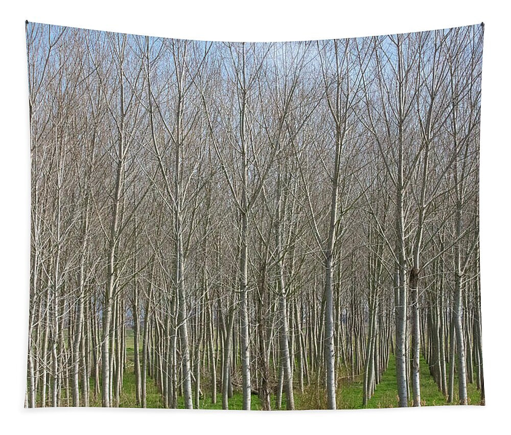 Treeline Italy - Tapestry