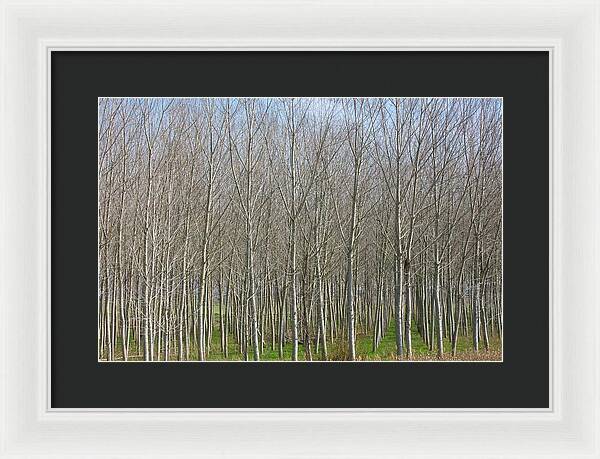 Treeline Italy - Framed Print