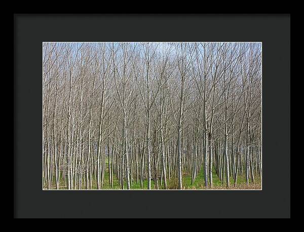 Treeline Italy - Framed Print