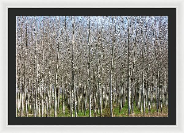 Treeline Italy - Framed Print