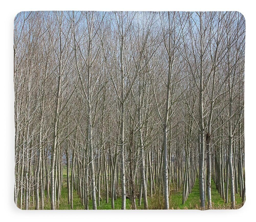 Treeline Italy - Blanket
