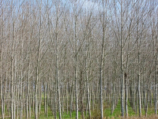 Treeline Italy - Puzzle