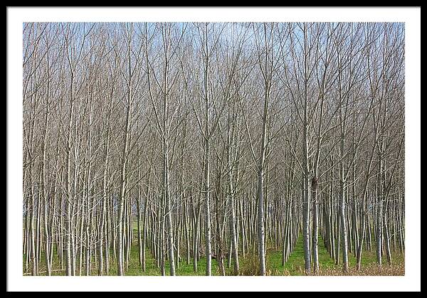 Treeline Italy - Framed Print