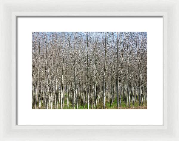 Treeline Italy - Framed Print