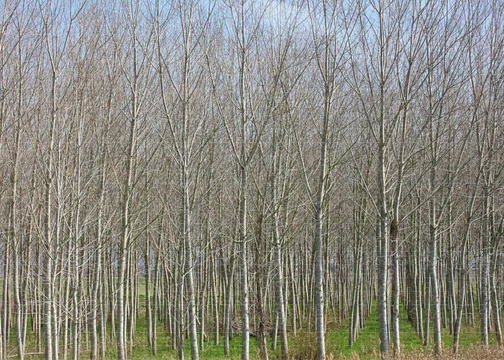 Treeline Italy - Puzzle