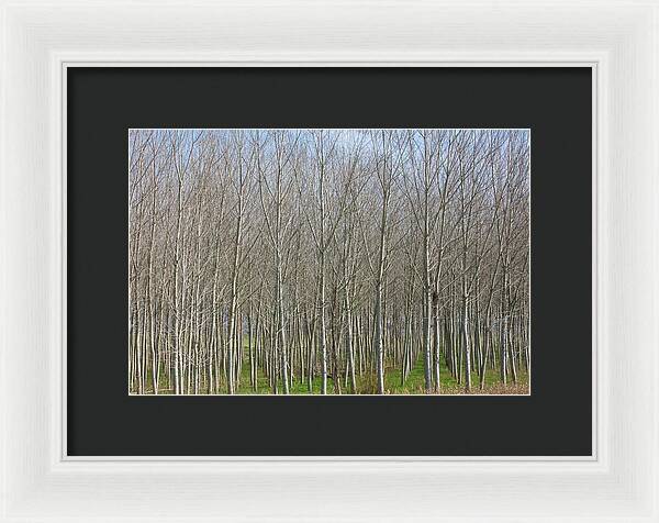 Treeline Italy - Framed Print