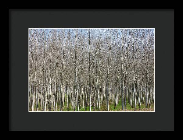 Treeline Italy - Framed Print