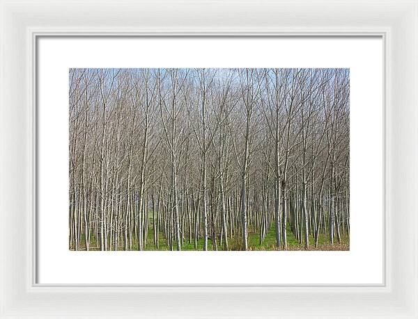 Treeline Italy - Framed Print