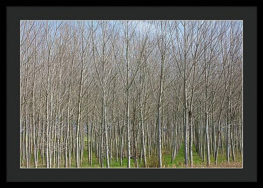 Treeline Italy - Framed Print