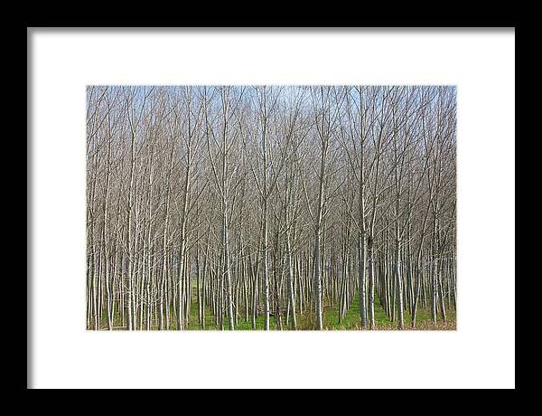 Treeline Italy - Framed Print