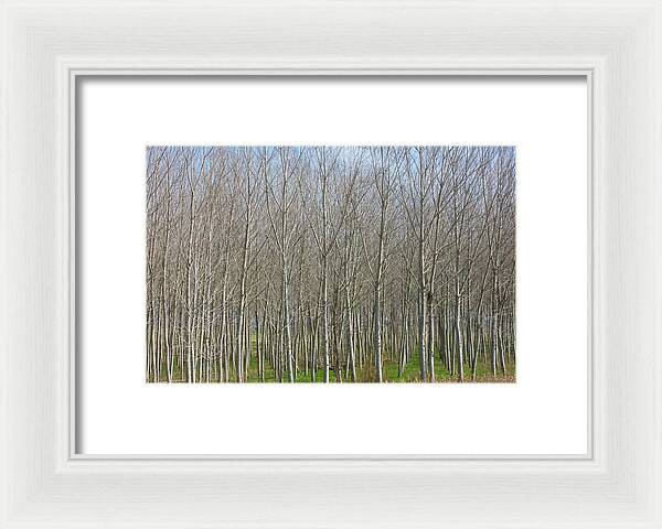 Treeline Italy - Framed Print