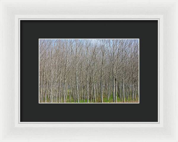 Treeline Italy - Framed Print