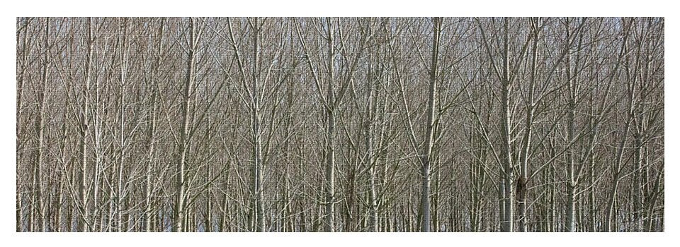 Treeline Italy - Yoga Mat