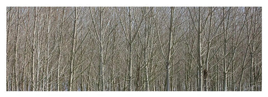 Treeline Italy - Yoga Mat