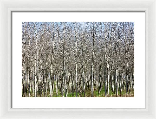 Treeline Italy - Framed Print