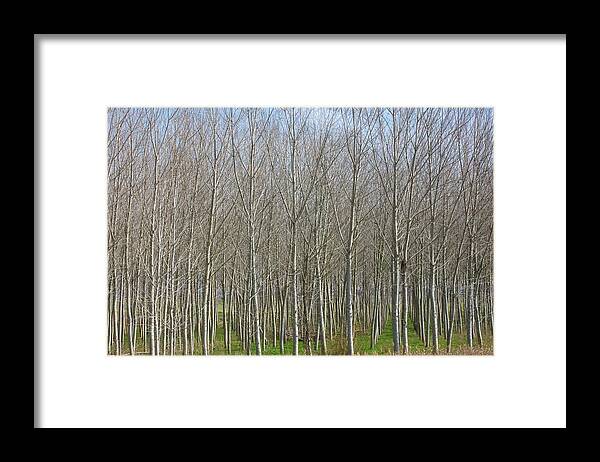 Treeline Italy - Framed Print