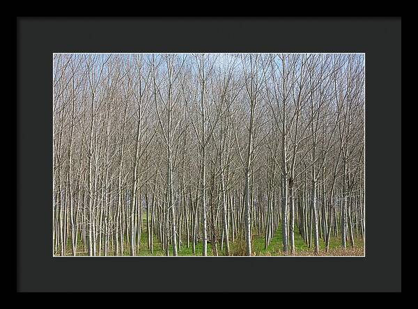Treeline Italy - Framed Print