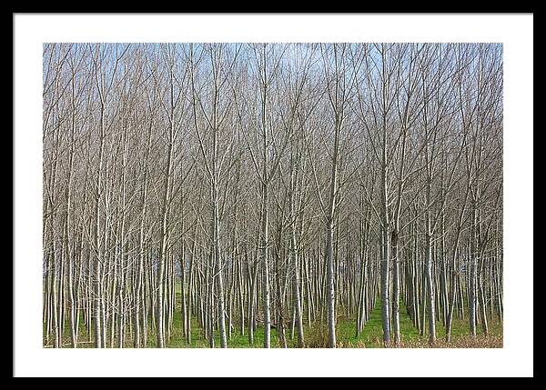 Treeline Italy - Framed Print