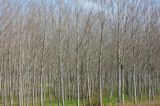 Treeline Italy - Art Print