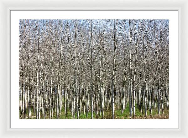 Treeline Italy - Framed Print