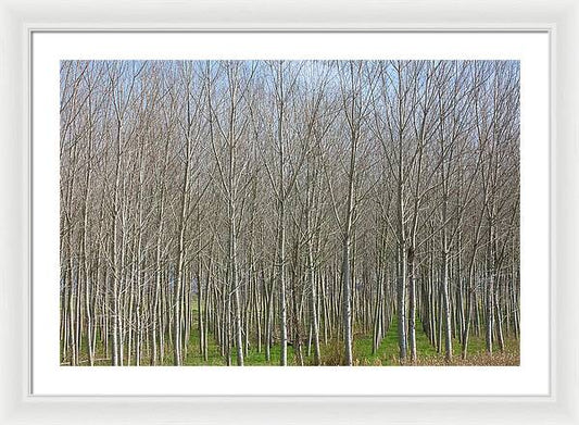 Treeline Italy - Framed Print