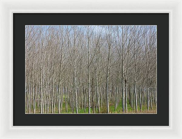 Treeline Italy - Framed Print