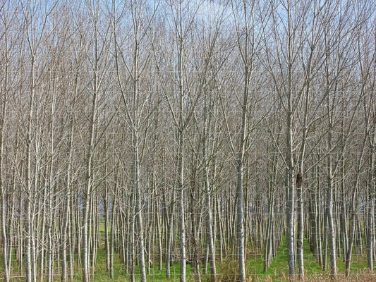 Treeline Italy - Puzzle