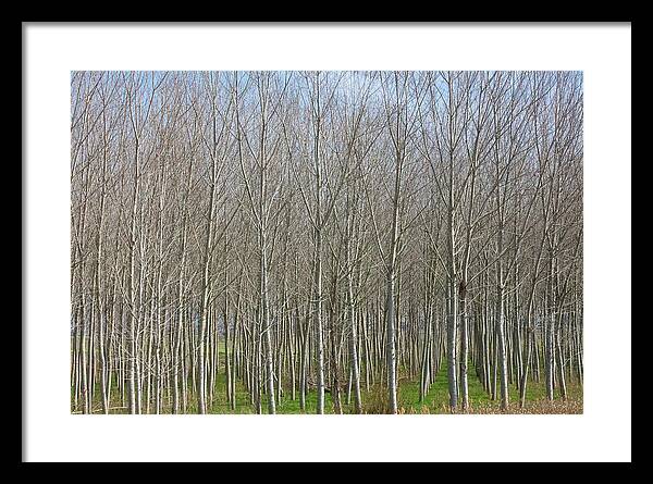 Treeline Italy - Framed Print